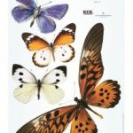 interieurstickers-big-butterflies-complete-set-van-kek-amsterdam.png