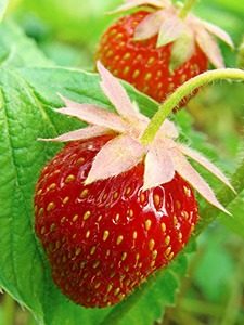 aardbei 05 WEB 225x300 - ripening strawberry fruits on the branch