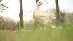koop een kip 1 marcelineke 300x169 - Bio Kip aan huis